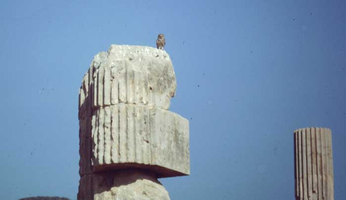 A little Owl at his lookout